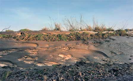 Restschnee bei Freienwillen / Angeln in Schleswig-Holstein, 17. Januar 2026, 11.55 h